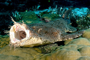 I DO have teeth!!!
This was my lucky moment during my RA... by Mona Dienhart 